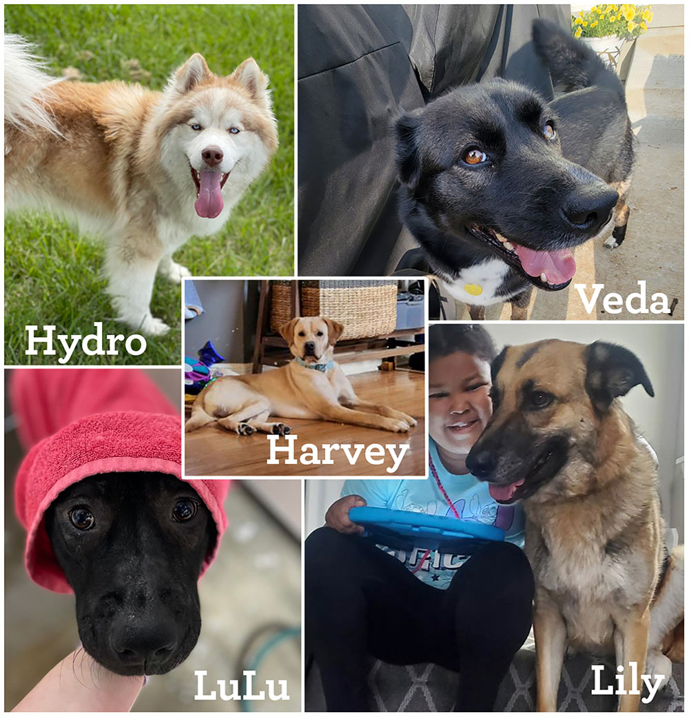 Animal Adoptions in Kansas City