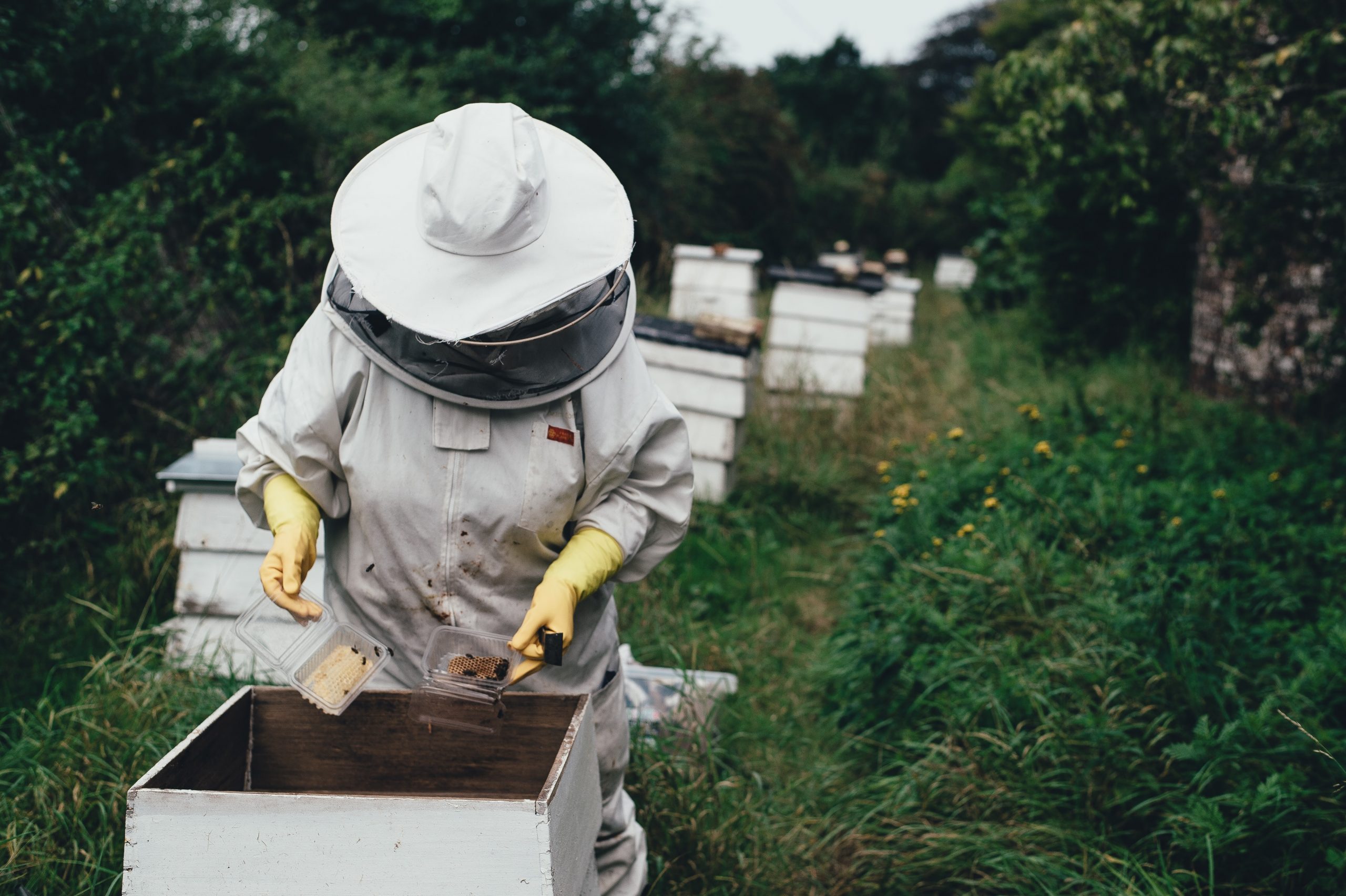 Raymore Missouri Bee Keeping Laws